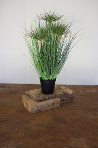 CYPRUS GRASS IN PLASTIC POT  Green