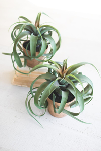 ARTIFICIAL AIR PLANT IN A FAUX TERRACOTTA POT  Green