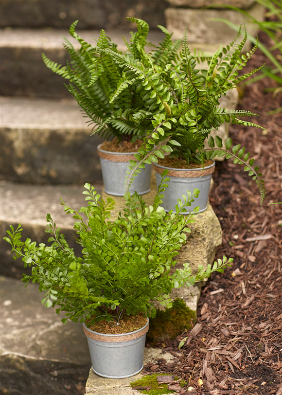 Potted Fern (Set of 3) 14.5