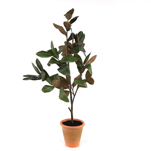 Potted Magnolia Sapling 41