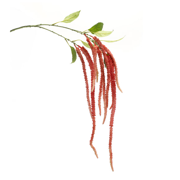 Amaranthus Stem (Set of 4) 53.25