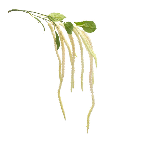 Amaranthus Stem (Set of 4) 53.25