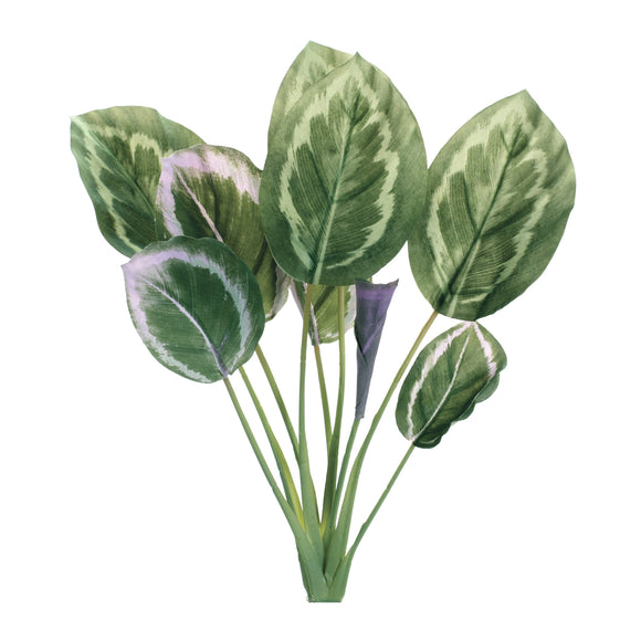 Prayer Plant (Set of 6) 21.5