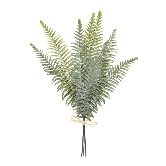 Fern Bundle (Set of 2) 20