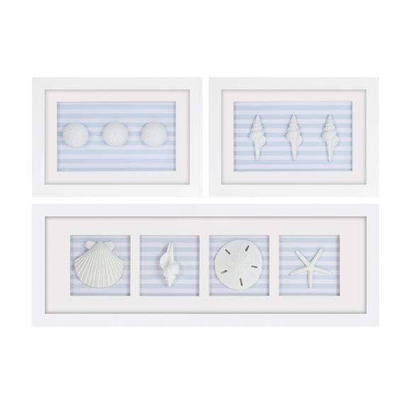 Framed Sand Dollar and Shells Print (Set of 3) 13
