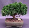 Hinoki Cypress Bonsai Tree (chamecyparis obtusa 'Nana Gracilis')