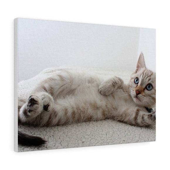 Adorable Cat Canvas Gallery Wall Art 10 * 8