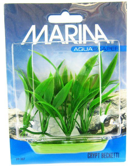 [Pack of 4] - Marina Foreground Crypt Becketti Aquarium Plant Foreground Crypt Becketti Aquarium Plant