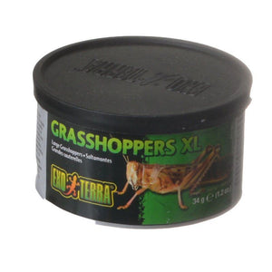 [Pack of 4] - Exo-Terra Grasshoppers XL 1.2 oz (34 g)