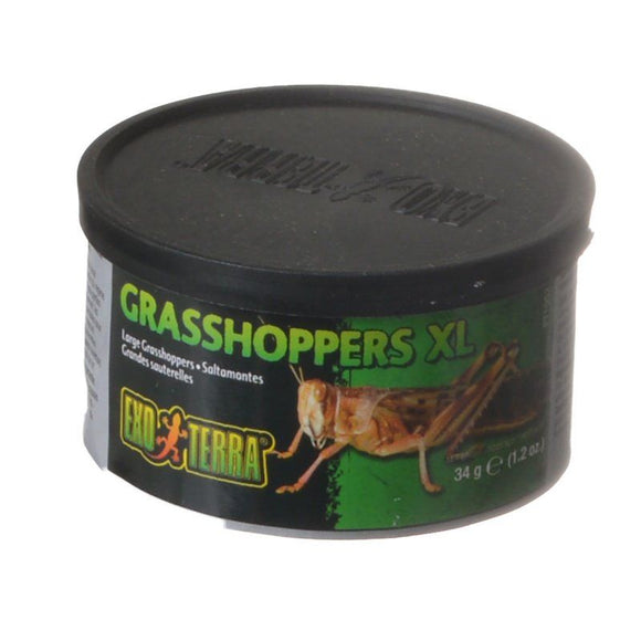 [Pack of 4] - Exo-Terra Grasshoppers XL 1.2 oz (34 g)