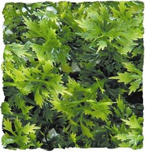 [Pack of 4] - Zoo Med Natural Bushy Asutralian Maple 1 count