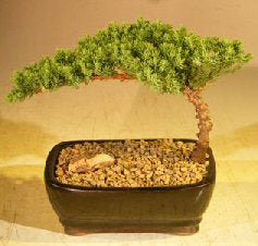 Juniper Bonsai Tree-Small <br><i>(Juniper Procumbens 
