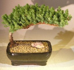 Juniper Bonsai Tree - Medium<br><i>(Juniper Procumbens "nana")</i>