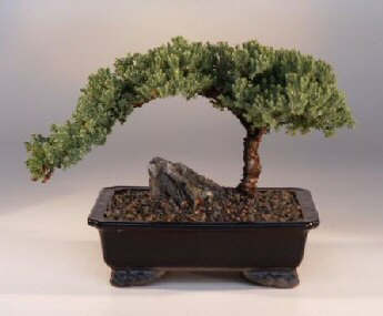 Juniper Bonsai Tree - Large<br><i>(Juniper Procumbens 