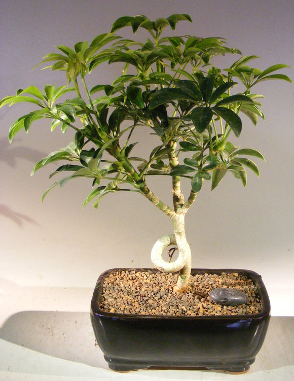 Hawaiian Umbrella Bonsai Tree - Medium <br>Coiled Trunk Style <br><i>(Arboricola Schefflera 'Luseanne')</i>