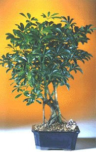 Hawaiian Umbrella Bonsai Tree - Medium<br><i>(Arboricola Schefflera 'Luseanne')</i>