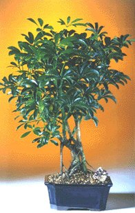 Hawaiian Umbrella Bonsai Tree - Medium<br><i>(Arboricola Schefflera 'Luseanne')</i>