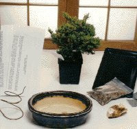 Basic Starter Kit - Juniper Procumbens<br>Make Your Own Bonsai Tree
