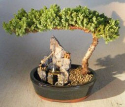 Juniper Bonsai Tree - Large<br>Stone Landscape Scene<br><i>(juniper procumbens 