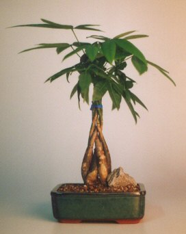 Braided Money Bonsai Tree - 'Good Luck Tree'<br>Medium<br><i>(pachira aquatica)</i>