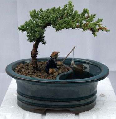 Juniper Bonsai Tree<br>Land/Water Pot - Small <br><i>(Juniper Procumbens 