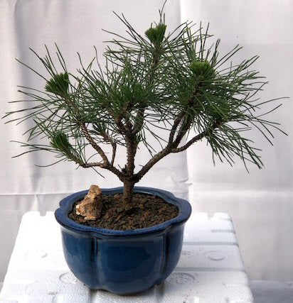 Mugo Pine Bonsai Tree - Small <br><i>(pinus mugo 'valley cushion')</i>