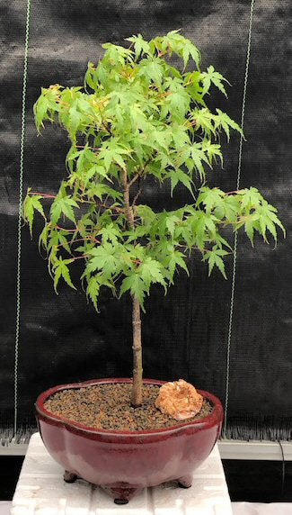 Dwarf Japanese Green Maple Bonsai Tree<br><i>(acer palmatum dwarf)</i>