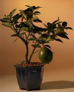Flowering Lemon Bonsai Tree <br><i>(meyer lemon)</i>