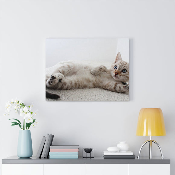 Adorable Cat Canvas Gallery Wall Art 14 BY 11