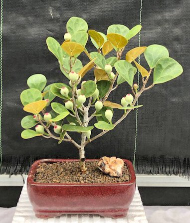 Mistletoe Fig Bonsai Tree<br><i>(ficus diversifolia)</i>