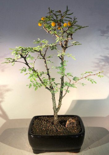 Flowering Dwarf Sweet Acacia Bonsai Tree <br><i>(acacia farnesiana)</i>