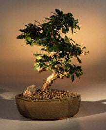 Flowering Fukien Tea Bonsai Tree - Medium <br>Curved Trunk Style <br><i>(ehretia microphylla)</i>