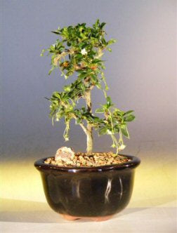Fukien Tea Bonsai Tree - Small <br>Straight Trunk Style <br><i>(ehretia microphylla)</i>