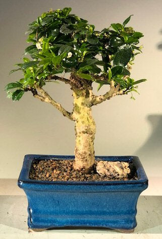 Flowering Fukien Tea  Bonsai Tree - Upright Aged<br><i> (ehretia microphylla)</i>