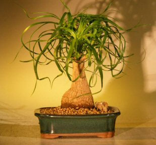 Ponytail Palm Bonsai Tree - Medium <br>(beaucamea recurvata)